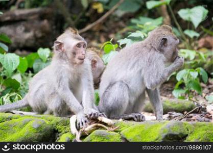 Monkey Forest Ubud Bali Indonesia