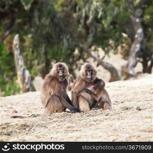 Monkey gelada in Ethiopia