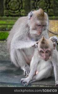 Monkey grooming a younger monkey, Ubud, Bali, Indonesia