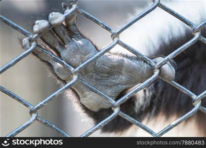 Monkey hand animal, out from the cage of zoo