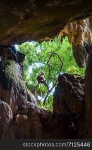 Monkey in a cave, Wat Suwan Kuha temple, Thailand. Monkey in a cave, Wat Suwan Kuha, Thailand