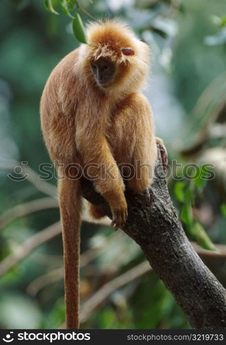 Monkey in a Tree