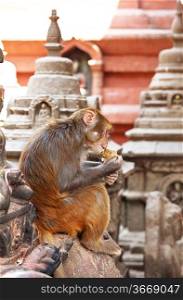 monkey in buddhist temple