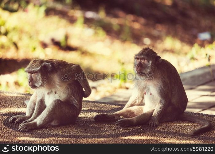Monkey in Indonesia