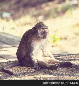 monkey in Thailand