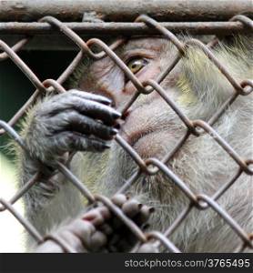 monkey in the cage of zoo