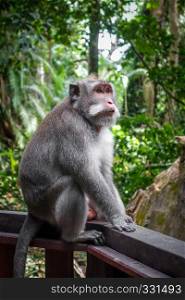 Monkey in the sacred Monkey Forest, Ubud, Bali, Indonesia. Monkey in the Monkey Forest, Ubud, Bali, Indonesia