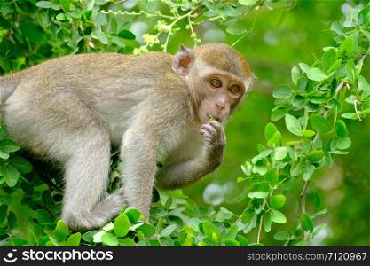 Monkey is eating leaf and sitting on a tree , lives in a natural forest of Thailand.