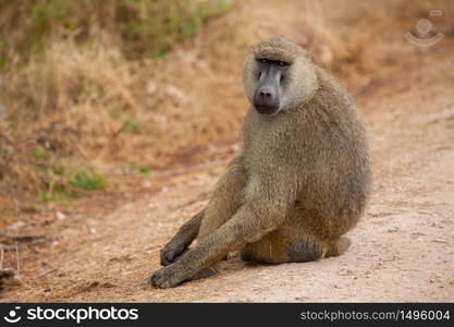 Monkey is sitting on the road, baboon, on safari in Kenya