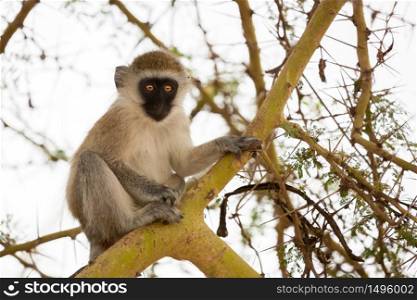 Monkey is sitting on the tree, on safari in Kenya