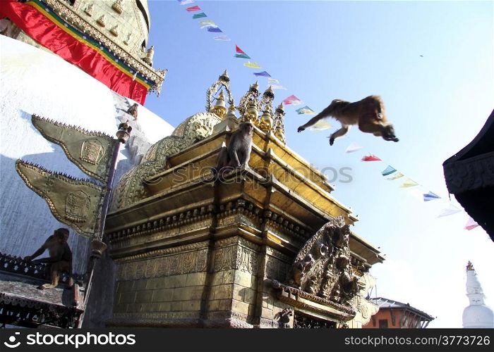 Monkey jump on the white stupa Swayambhunath in Kathmandu, Nepal