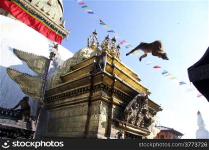 Monkey jump on the white stupa Swayambhunath in Kathmandu, Nepal