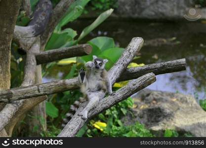 Monkey lemur in the zoo.