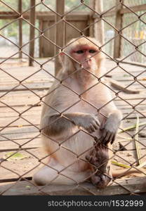 Monkey lock up behind metal cage with sad unhappy face. Animal right concept