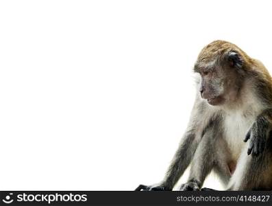 Monkey (Long-Tailed Macaque) isolated on white at edge of frame