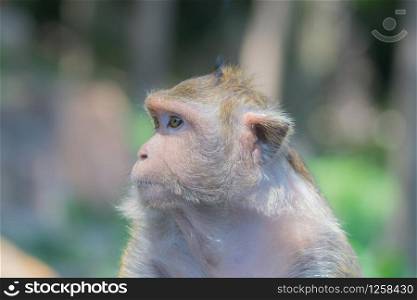 Monkey looking for a friend with sad eyes
