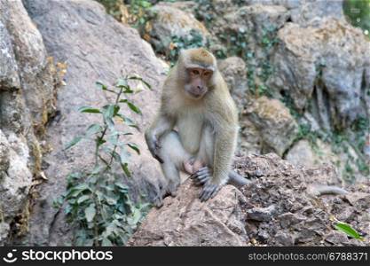 monkey macaque siting on the stone close up