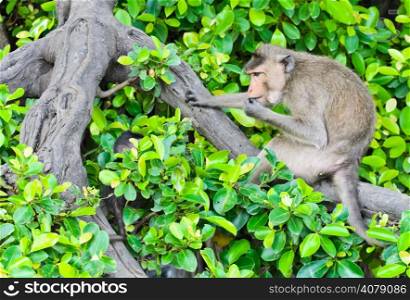 Monkey macaques sitting on tree