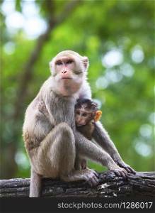 monkey mother and baby in hugginh breast