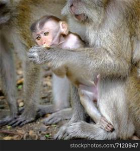 Monkey mother feeding a baby monkey And look forward Show the love ties.