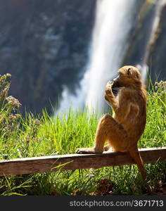 monkey on green grassland on Victoria waterfall background