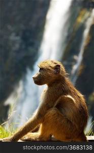monkey on green grassland on Victoria waterfall background