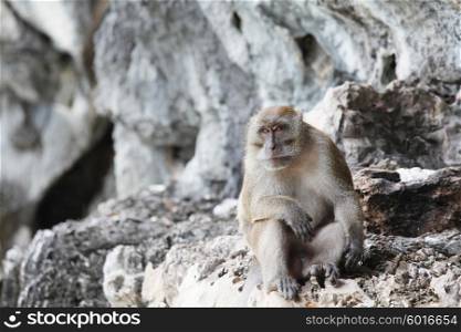 Monkey on rock . Long-tailed monkey animal portrait on the rock of Thailand island