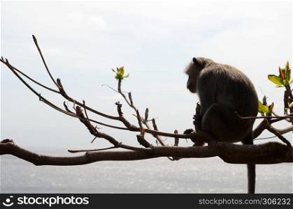 Monkey on tree on summer day. Back light