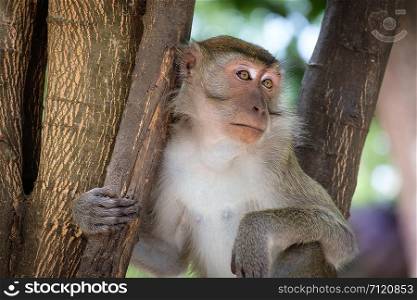 Monkey sitting on a tree happily in the tropical jungle of Thailand.