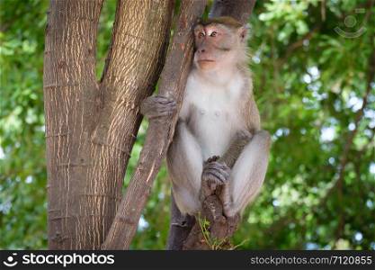 Monkey sitting on a tree happily in the tropical jungle of Thailand.