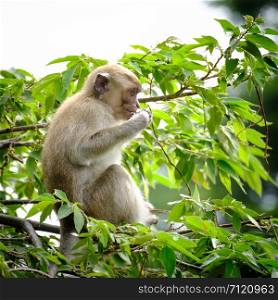 Monkey sitting on a tree, lives in a natural forest of Thailand.