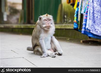 Monkey sitting on cement road. fat monkey is sitting. wildlife close-up. Monkey sitting on cement road. fat monkey is sitting. wildlife
