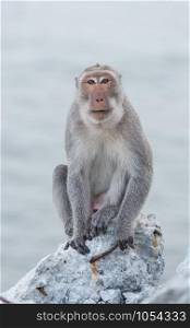 Monkey sitting on the rock watching sea of Thailand