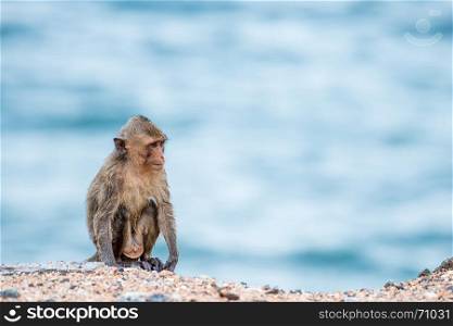 monkey sitting on the sand with sea background