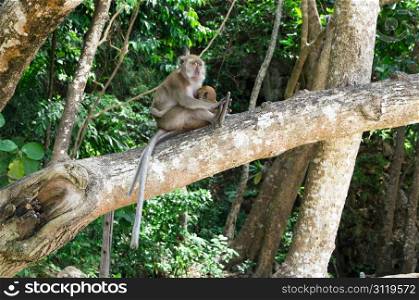 monkey sitting on the tree