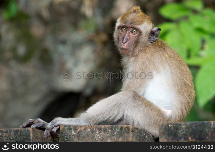 monkey sitting on the tree