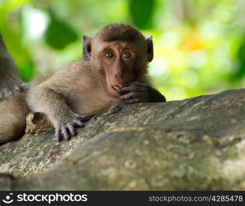 monkey sitting on the tree