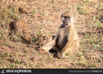 Monkey sitting, scenery of Kenya