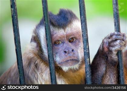 Monkey species Cebus Apella behind bars. Captivity concept etc