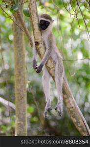 Monkey vervet in a relaxed position on a branch in Mombasa, Kenya
