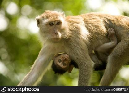 Monkey walking with baby