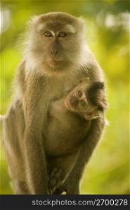 Monkey with baby