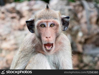 Monkey with black ears open mouth to threaten