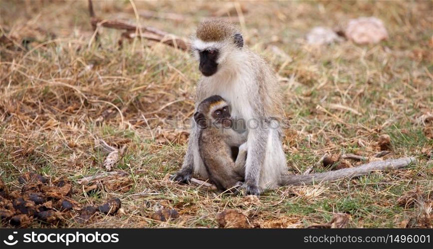 Monkey with small one is sitting, on safari in Kenya