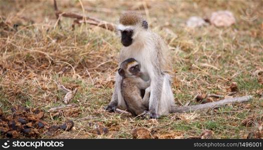 Monkey with small one is sitting, on safari in Kenya