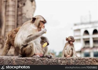monkeys are feeding corn on the old architecture.