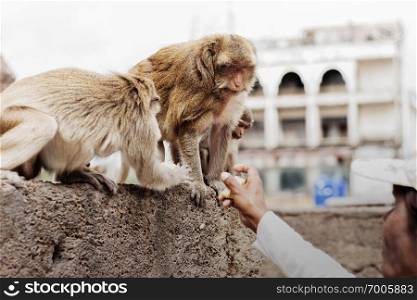 monkeys are getting corn that people give on the old architecture.