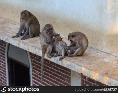 Monkeys at Khao Takiab Temple in Hua Hin Thailand. Monkeys at Khao Takiab Temple in Hua Hin Thailand.