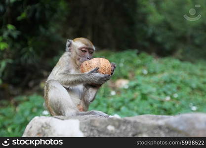 Monkeys eat coconut