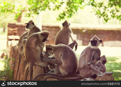 Monkeys in Anuradhapura, Sri Lanka